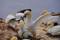 Breeding gannets on the island of Helgoland.
