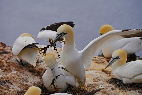 Broedende jan-van-genten op het eiland Helgoland.