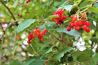 red currant