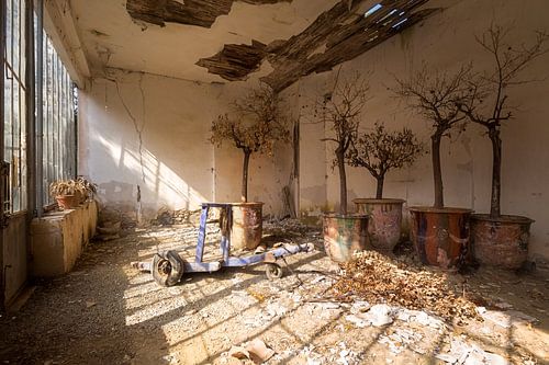 Orangerie abandonnée.
