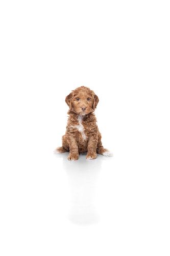 Labradoodle puppy dog on white background