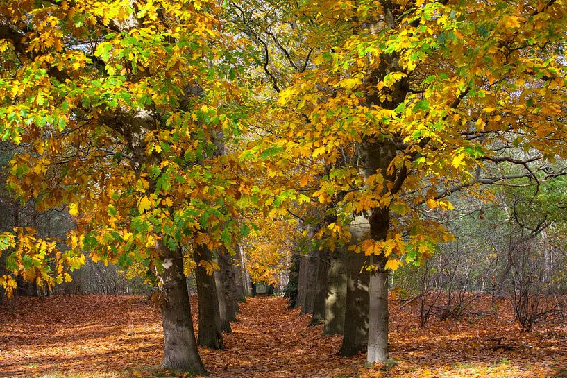 Oktoberstraße von Martijn Schruijer