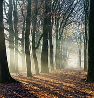 Shadow and light