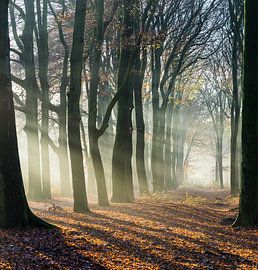 Shadow and light by Bassie's winkel