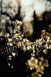 Rathenow "City of Optics by David Krause