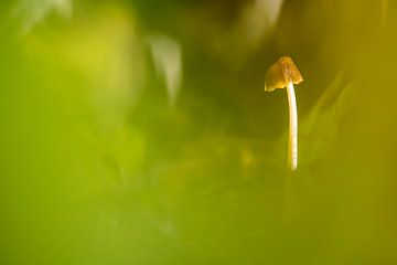 Een klein paddenstoel in het bos van Marcel Derweduwen