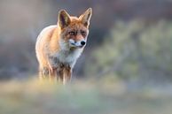 Fox in beautiful evening light by Jeroen Arts thumbnail
