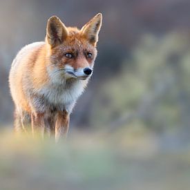 Fox in beautiful evening light by Jeroen Arts