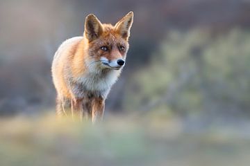 Fox in beautiful evening light by Jeroen Arts