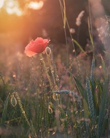 Papaver in de avondgloed van Marcel Hechler