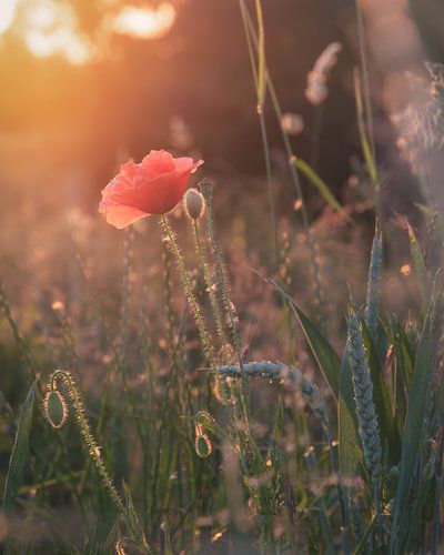 Poppies in the evening glow