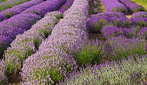 Lavendel in volle bloei