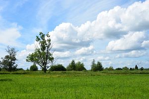 Niederländische Polderlandschaft