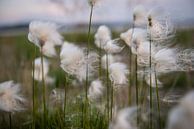 Flauschige Blume von Ellis Peeters Miniaturansicht