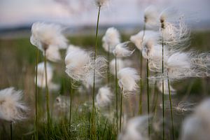 Flauschige Blume