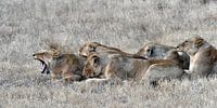 lionesses ready for the hunt by luc Utens thumbnail