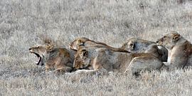 Löwinnen bereit für die Jagd von luc Utens