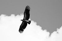 grand vautour volant