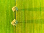 Wilgenbomen in een vers gemaaid weiland van bovenaf gezien van Sjoerd van der Wal Fotografie thumbnail