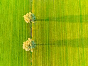 Willow trees in a freshly cut meadow seen from above