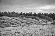 Trees on the beach of the Baltic Sea in black and white. Small forest by Martin Köbsch thumbnail