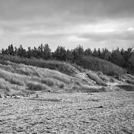 Trees on the beach of the Baltic Sea in black and white. Small forest by Martin Köbsch