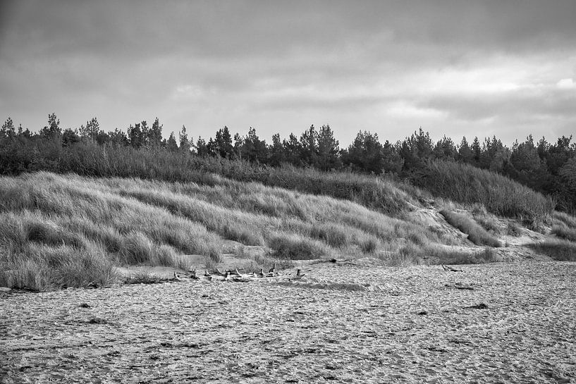 Trees on the beach of the Baltic Sea in black and white. Small forest by Martin Köbsch