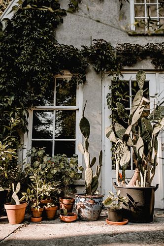 Cactus photo print - Bothanic green photo print