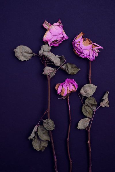 Verfallene Rosen von Karel Ham