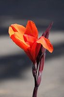 Fleur d'iris rouge