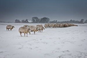 Moutons en Zélande pendant une tempête de neige sur Wout Kok