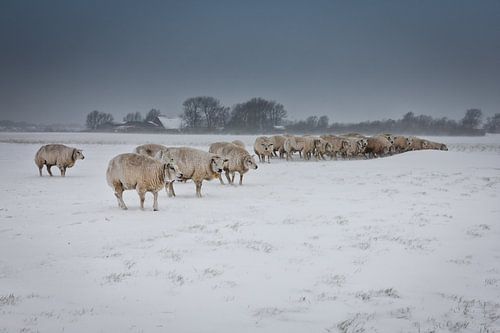 Sheep in Zeeland during snowstorm