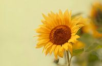 Zonnebloemen van Ellen Driesse thumbnail