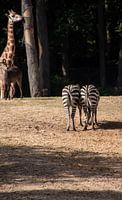 Zebra cookies