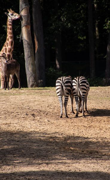 Zebra-Kekse von Erika Schouten