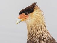 Crested Caracara