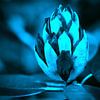 Nachtblauw Rhododendron van Sran Vld Fotografie