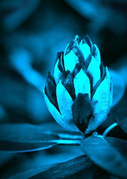 Nachtblauw Rhododendron by Sara in t Veld Fotografie
