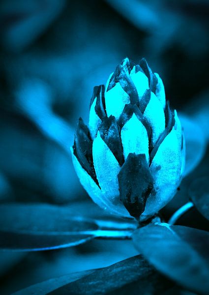 Nachtblauw Rhododendron par Sara in t Veld Fotografie