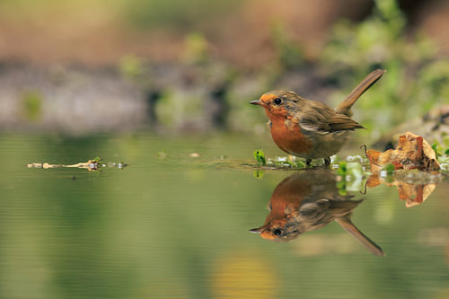 A robin in the water by Quirina Kamoen