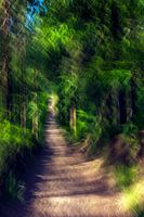 Forest path on the Veluwe with ICM technique