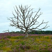 Kampina