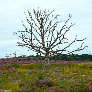 Kampina van Ronnie Foesenek