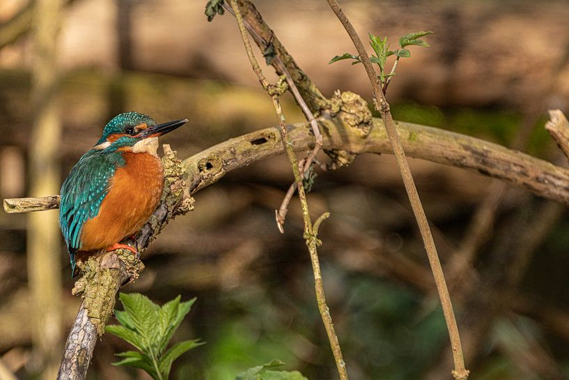 Kingfisher in Amsterdam by Peter Bartelings