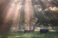 A perfect morning by jowan iven thumbnail