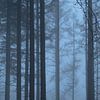 Fog in the forest by Moetwil en van Dijk - Fotografie