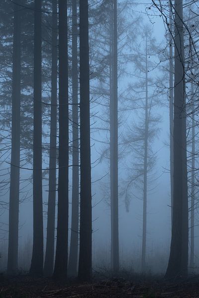 Brouillard dans la forêt par Moetwil en van Dijk - Fotografie