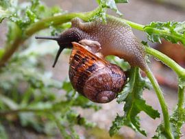 Ondersteboven (uit de serie Slakje op avontuur) van Jon Houkes