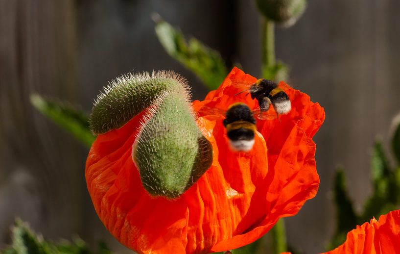 twee hommels melden zich bij papaver by mick agterberg