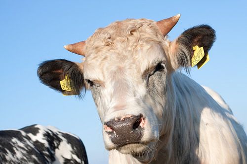 Koe tegen blauwe lucht